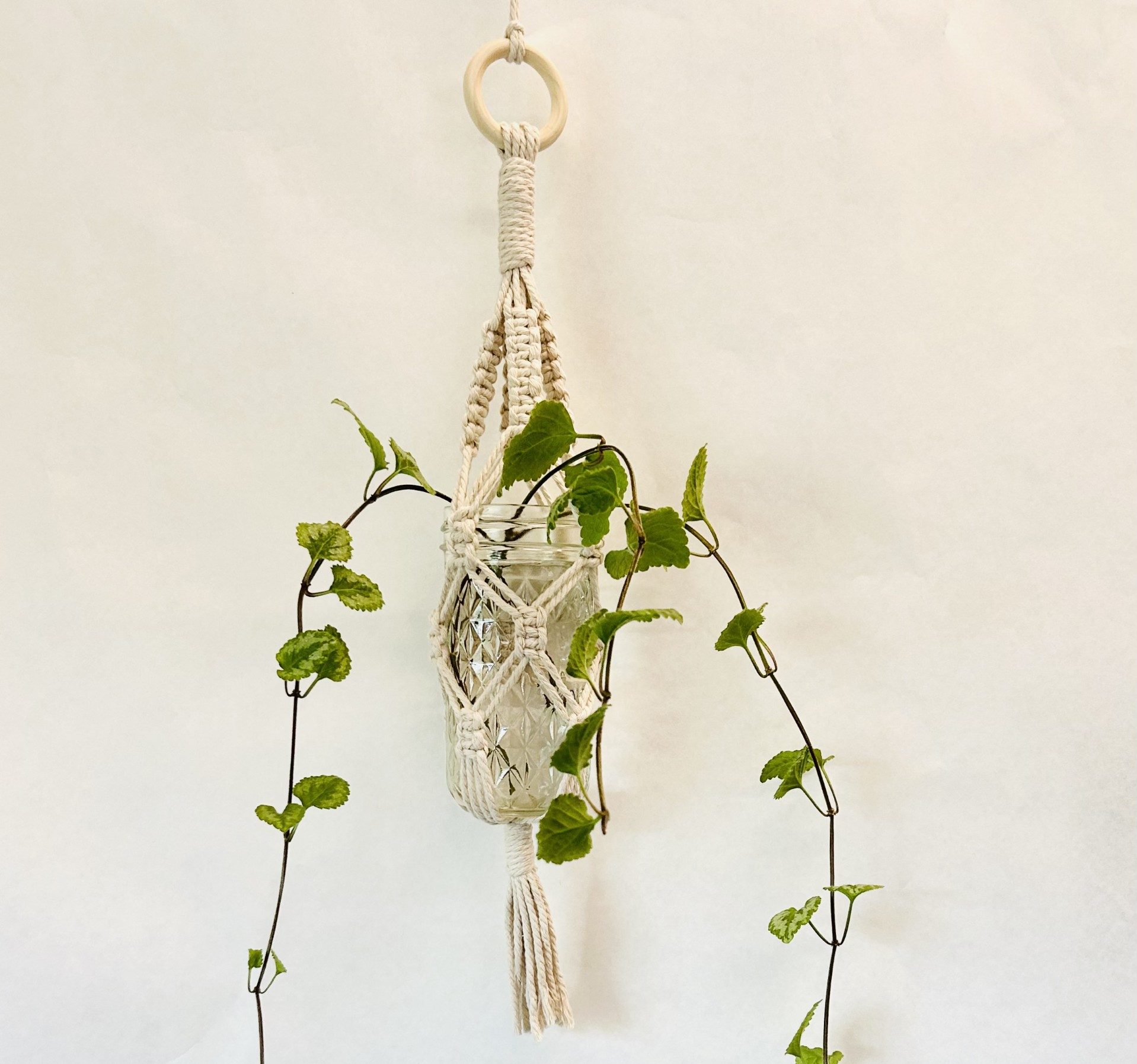 Trailing plant in white yarn macrame plant hanger against a white background