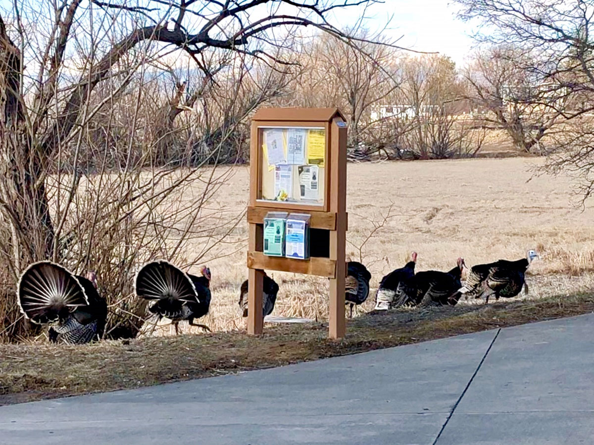 Wild turkeys on grass next to kiosk sign at Sandstone Ranch