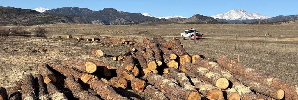 Free Fir and Pine Logs Now Available from the City of Longmont