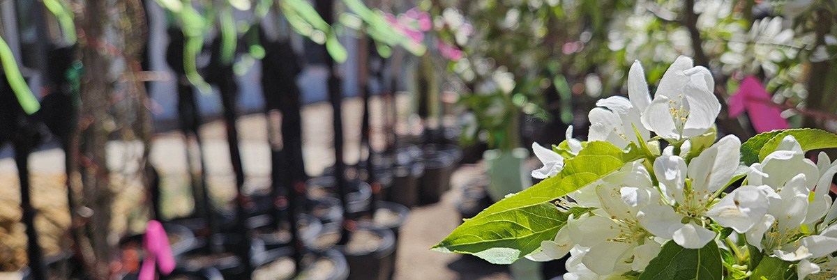 Several potted trees, with white blossoms, are lined up for the City of Longmont's Arbor Day Tree Sale