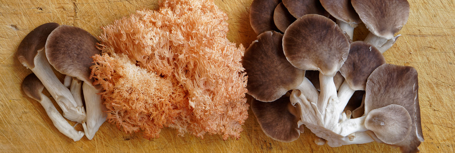 mushroom-growing-header