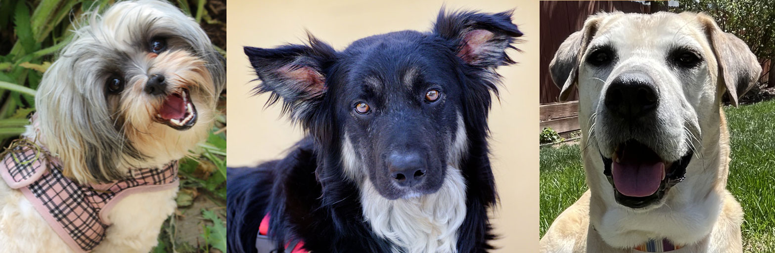 three happy looking dogs facing the camera in outdoors settings