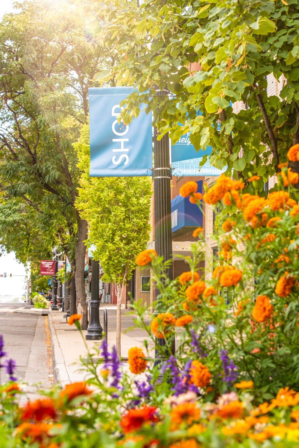 a photo of main street in Longmont with orange flowers and a banner that reads "shop"