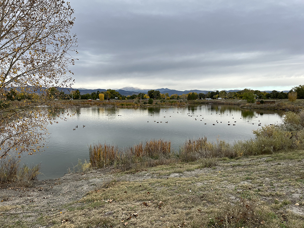 A pond surrounded by trees and brush with the mountains in the background under an overcast sky