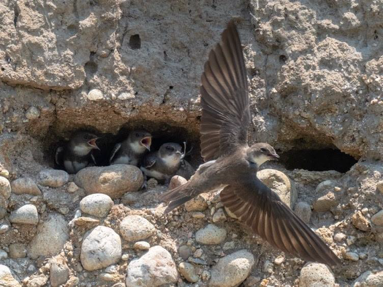 Three bank swallow chicks in a small rocky cave nest with a bank swallow flying in front of the nest.