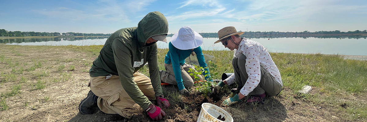 Three people are planting some plants as part of a volunteer project near a Longmont, Colorado lake.