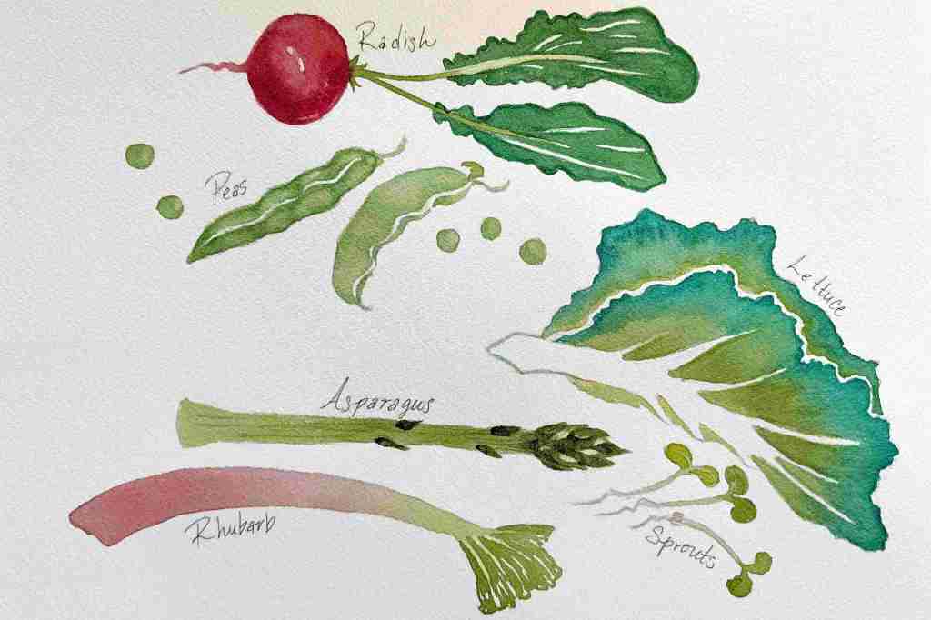 Art & Sip: Spring Vegetable Watercolor