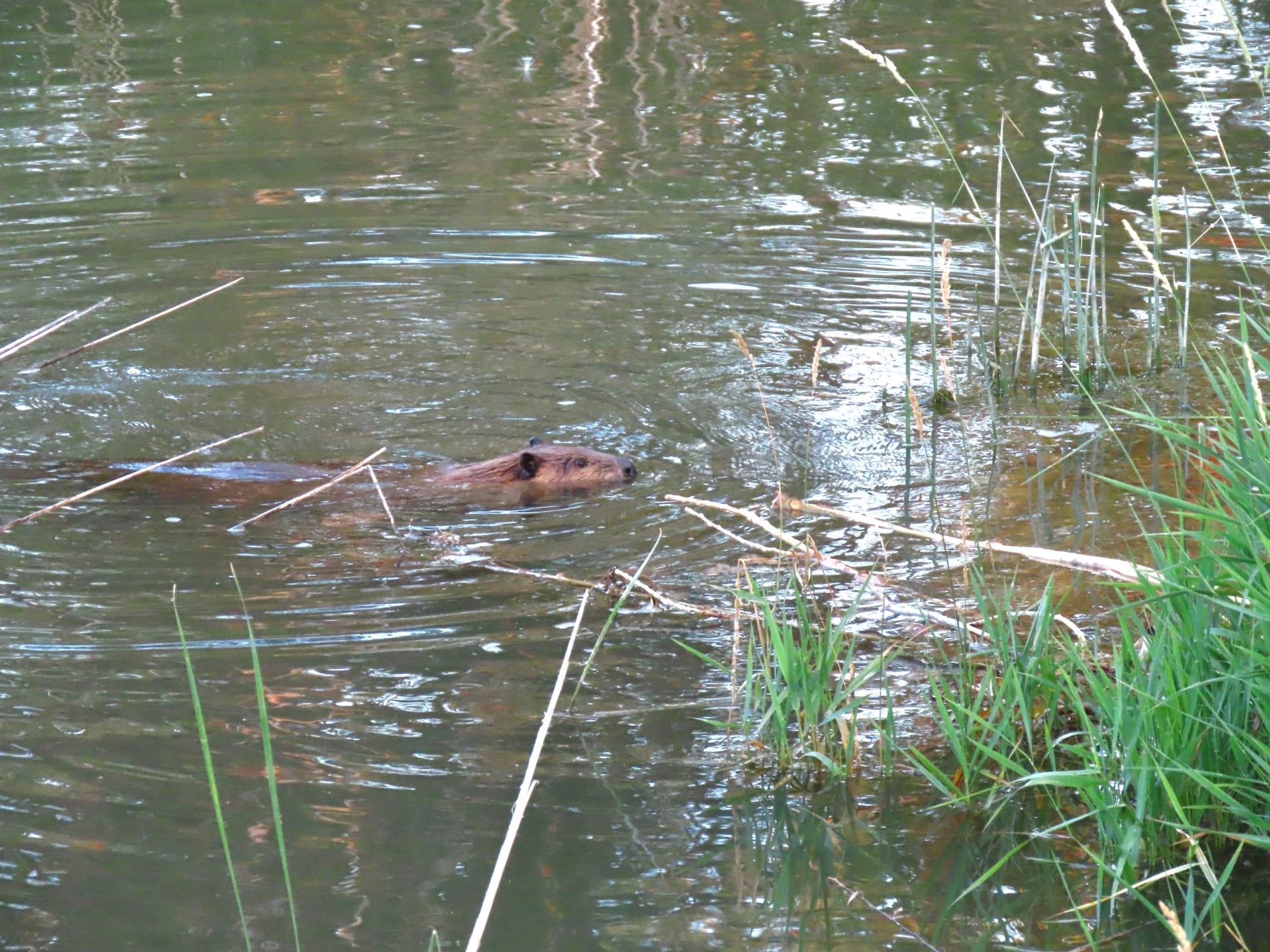 Beaver swimming in a pond