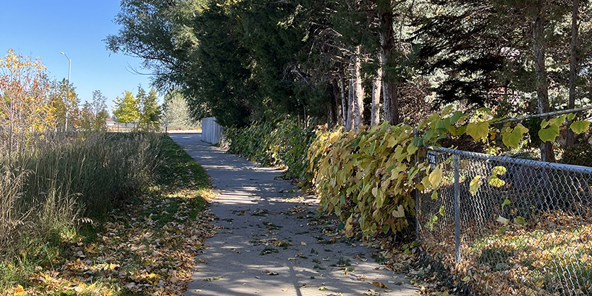 Concrete path with grass on one side and a tree and shrubbery to the other side.