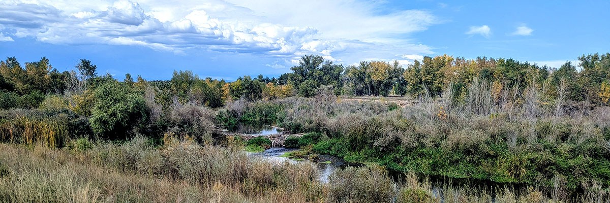 Longmont's Peschel Open Space shows a creek running throuhg some green brush with large trees in the distance.
