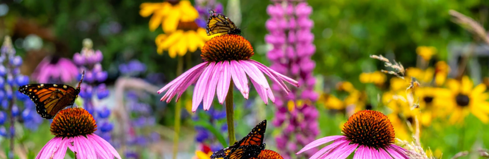 colorful close up of flowers in bloom with butterflies pollinating them