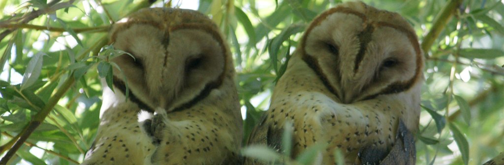 Free Guided Bird Walk (4/28/2026)