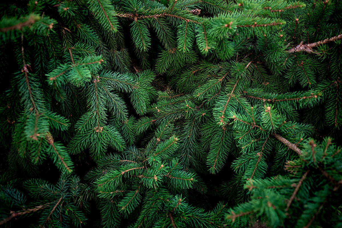 Close up of fir tree branches.