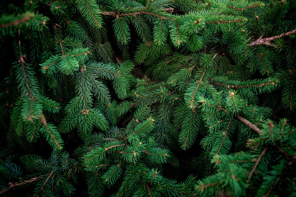 Christmas Tree Recycling