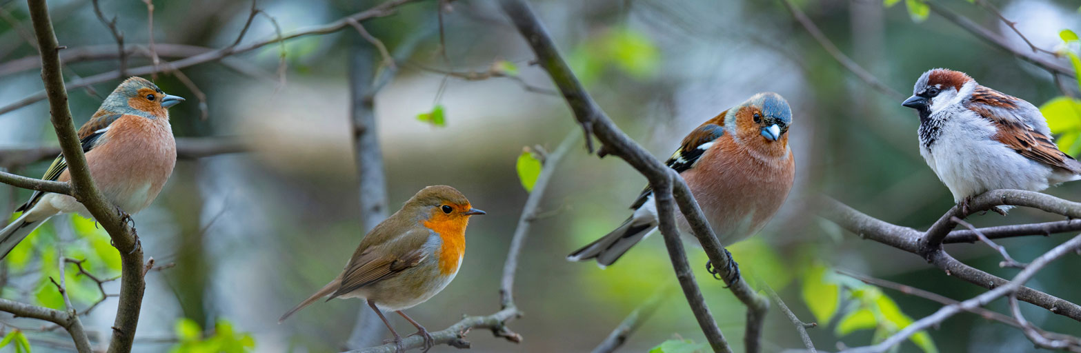 four colorful birds on a branch in a forest