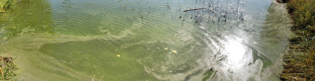 Avoid Contact With Blue-Green Algae Blooms