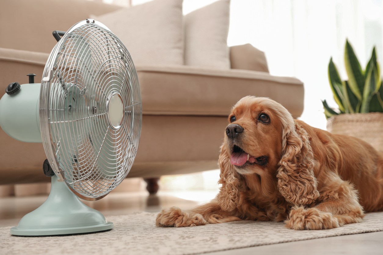 A panting cocker spaniel lies on the floor in front of an electric fan.