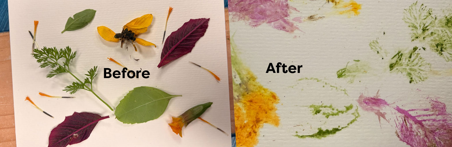 eco prints using plants and natural ink before and after on paper photograph