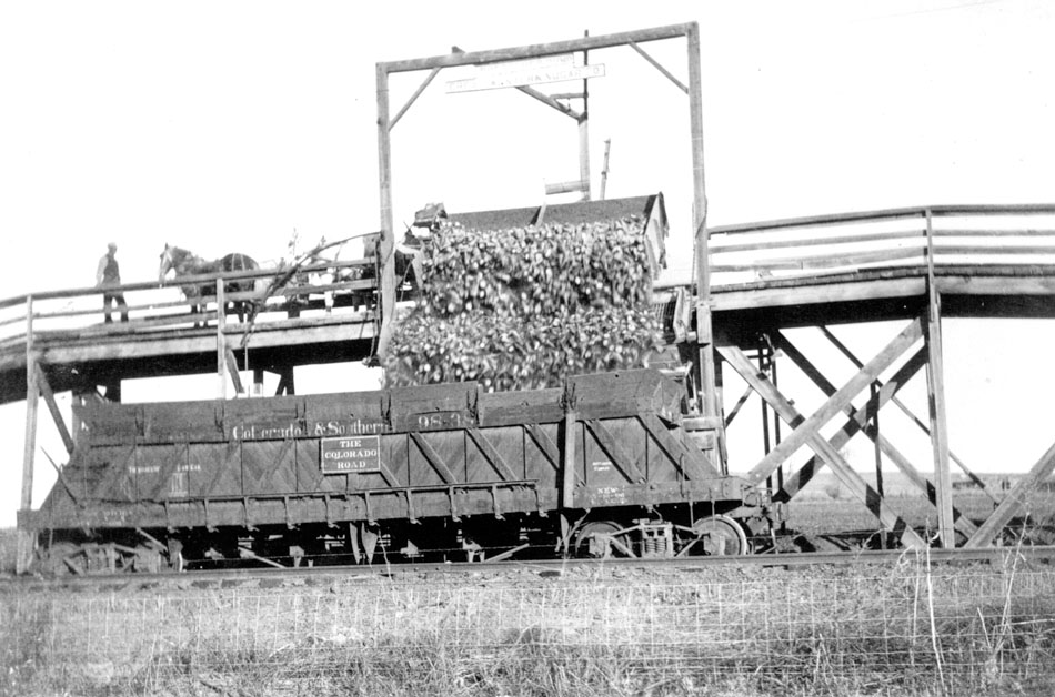 Photo shows horse-drawn wagon on wooden bridge next to train tracks. Wagon is drawn by four horses, dark horse in front, rear of light colored horse next to it, white horse behind him and legs of fourth horse behind the white. An opening in the side rails of the bridge allows the beets to be dumped directly into the train car below by tipping the wagon (part of the bridge appears to move). Train car is Colorado & Southern 98-38 and sign in center of the car says "The Colorado Road". There is a man on the left side, in front of the horses, dressed in a light-colored shirt, dark pants and vest, watching. He is somewhat out of focus. Sign above bridge reads "Boettcher Dump - Great Western Sugar Co." There is a wire fence in the foreground.