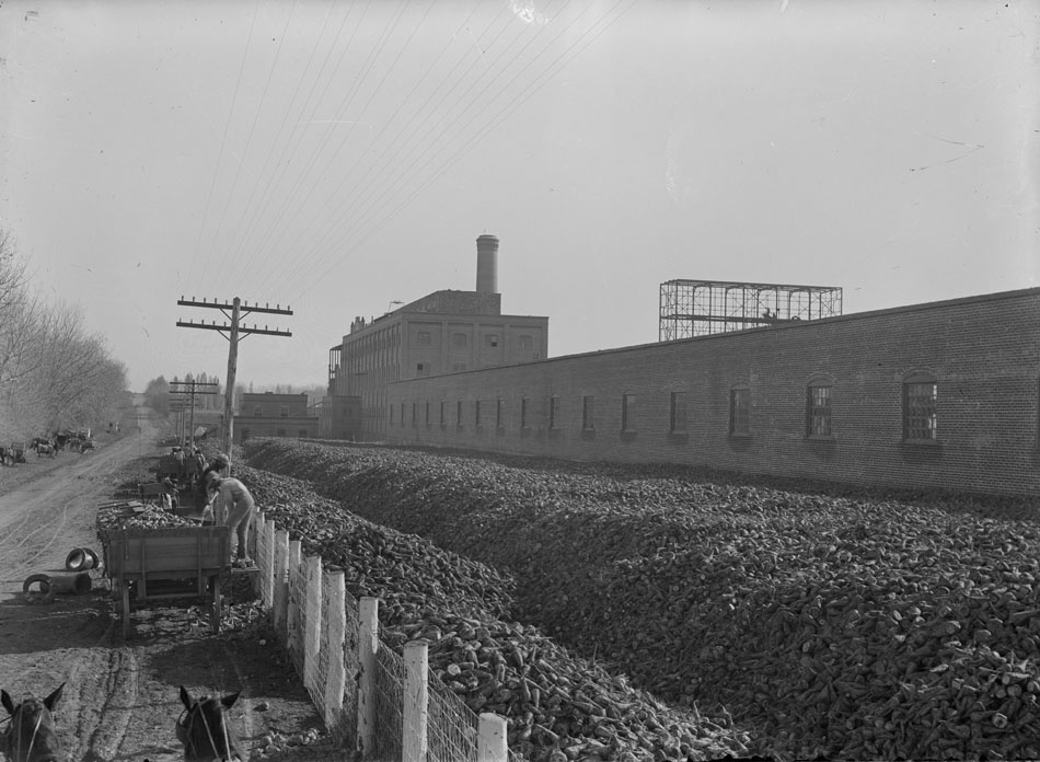 G.W. Sugar factory with beets piled alongside wagons and men unloading by hand. 1900-1920. Photo by Charles W. Boynton.