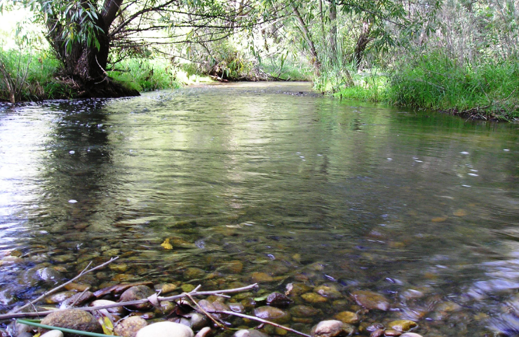 A clear, shallow creek flows over smooth stones, lined with trees and green grass.
